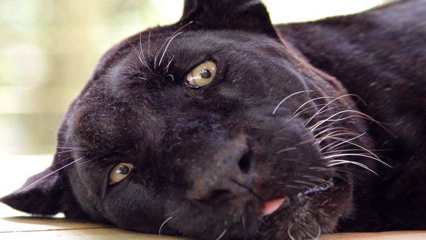 About the essence of HYIPs and solving emerging problems