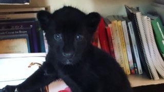 Путеводитель по блогу