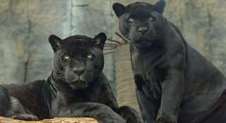 О системе кланов и бонусах