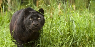 О функции "избранные проекты"